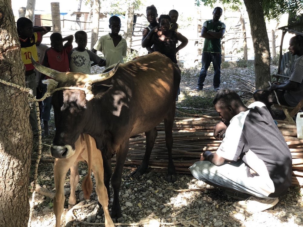 cow getting milked in Haiti