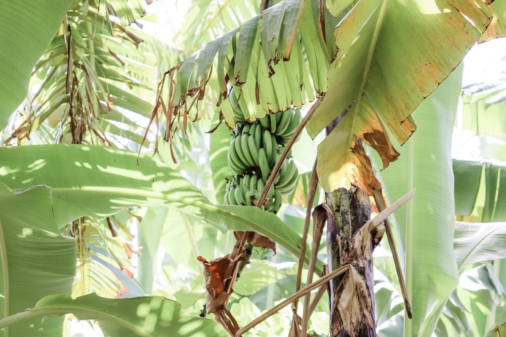 Haiti banannas